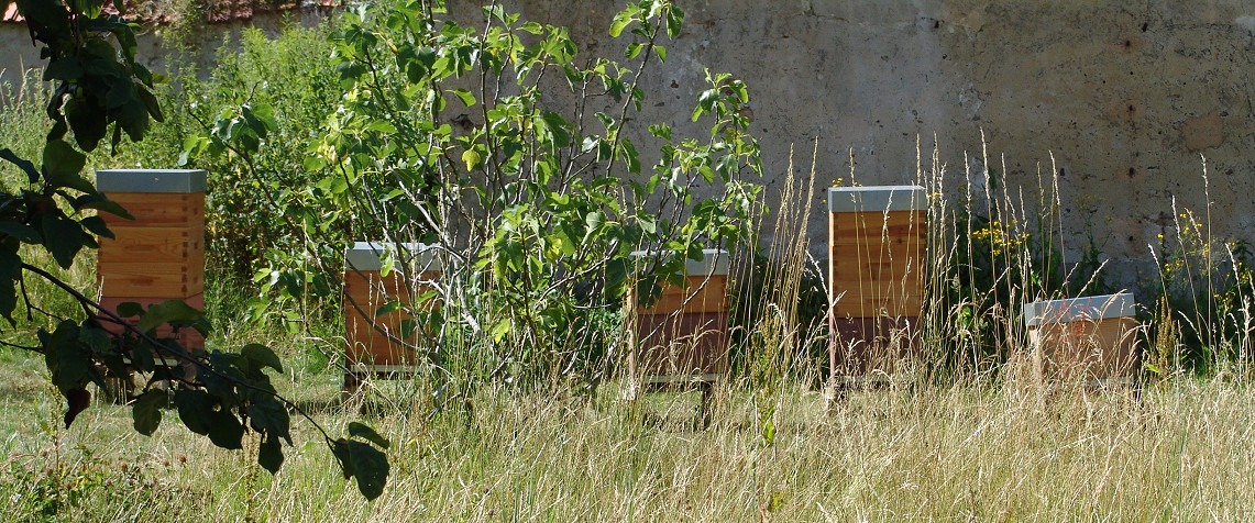 Potager pédagogique MEAE La Celle Saint Cloud