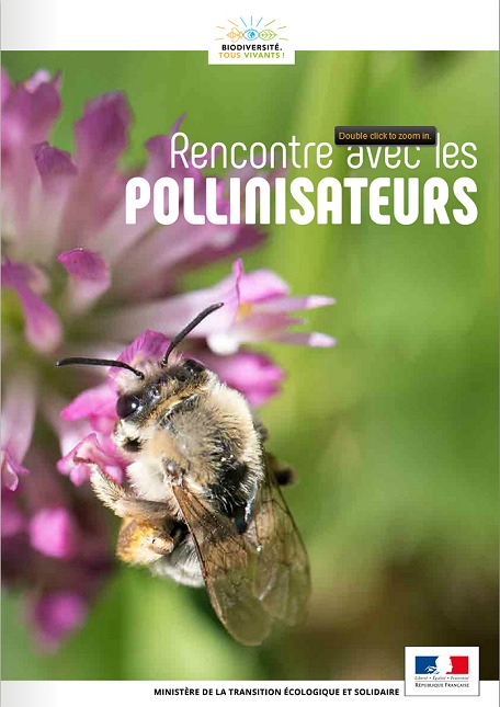 Rencontre avec pollinisateurs